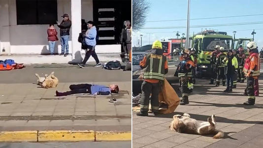 VIDEO | Perrito Callejero participa de simulacro