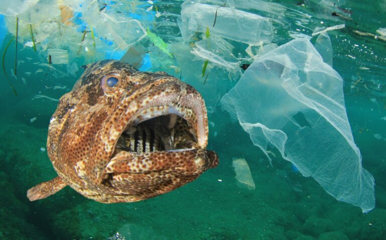 Analizan nocivos efectos de los microplásticos en especies marinas