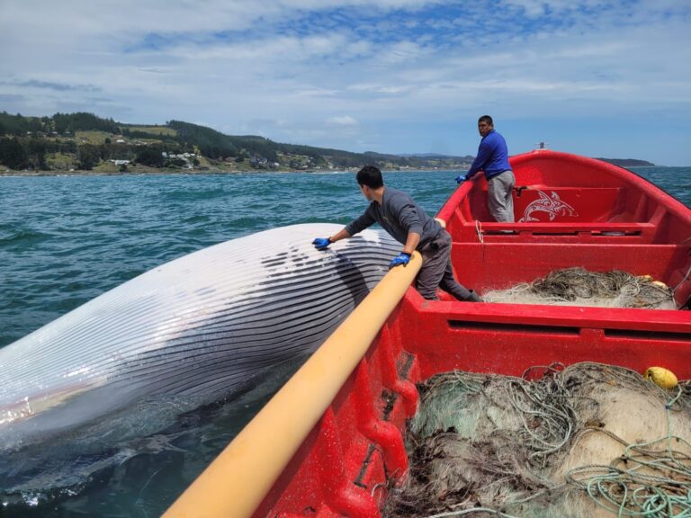 Pelluhue: Pescadores artesanales hallaron una ballena muerta en sector Tres Peñas