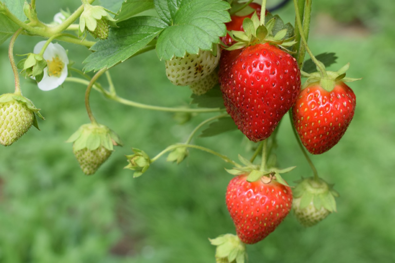 Comienza el Comité Técnico para combatir el Nematodo del enanismo de la Frutilla en el Maule 