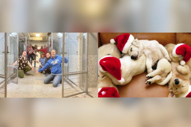 Histórico luego de 50 años: Sin perros en refugio de animales
