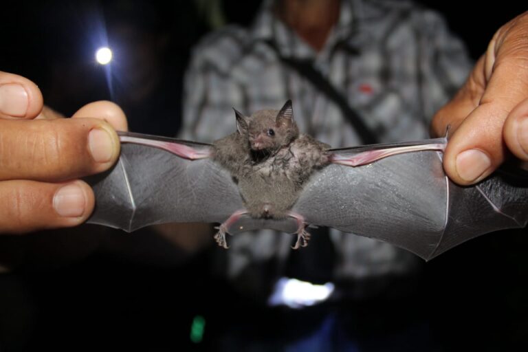 Conozca cuáles son las enfermedades causadas por los murciélagos