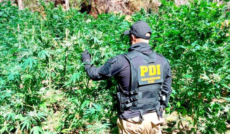 Cerca de 4 mil plantas de mariguana fueron incautadas en Cauquenes