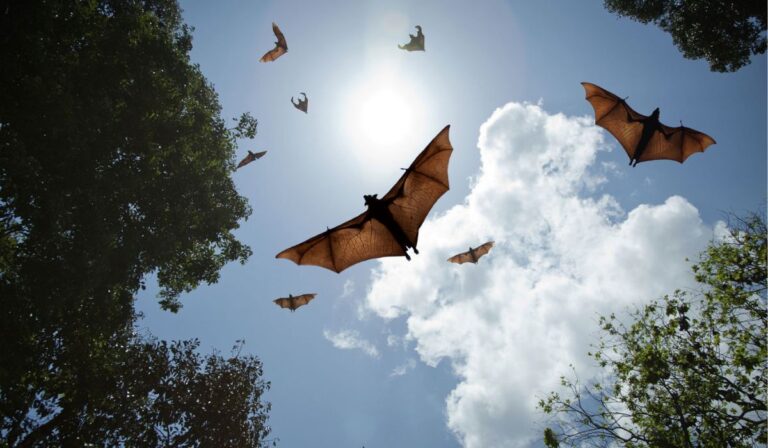 Rumores señalan presencia de murciélagos en Ripley de Talca