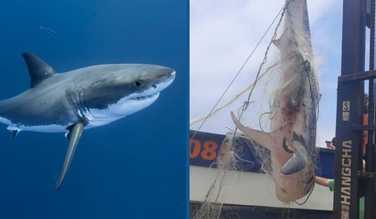 Capturan Supuesto Tiburón Blanco de 360 kg en la costa de Constitución