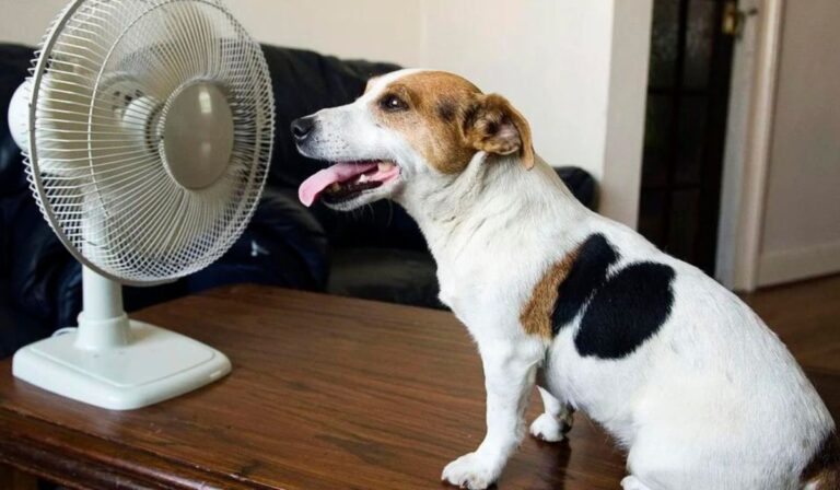 Ola de Calor: ¿Cómo cuidar a los animales de las altas temperaturas?