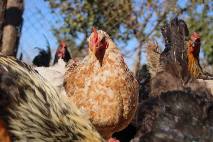 Nuevo seguro del SAG: Mesa Avícola del Maule Instan Productores a Asegurarse