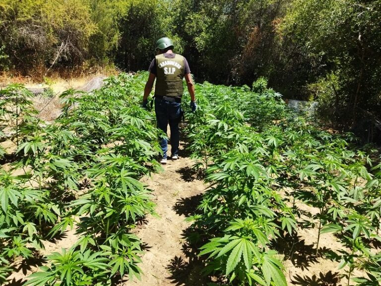 Licantén: fueron incautadas más de 6 mil plantas de marihuana
