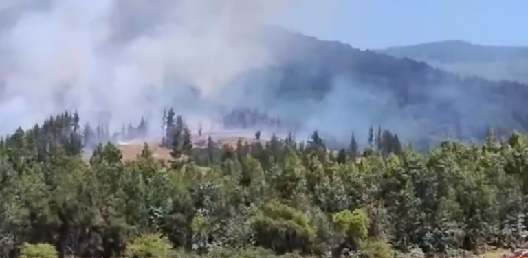 [Actualización] 500 hectáreas afectadas por Incendio Forestal en Pencahue