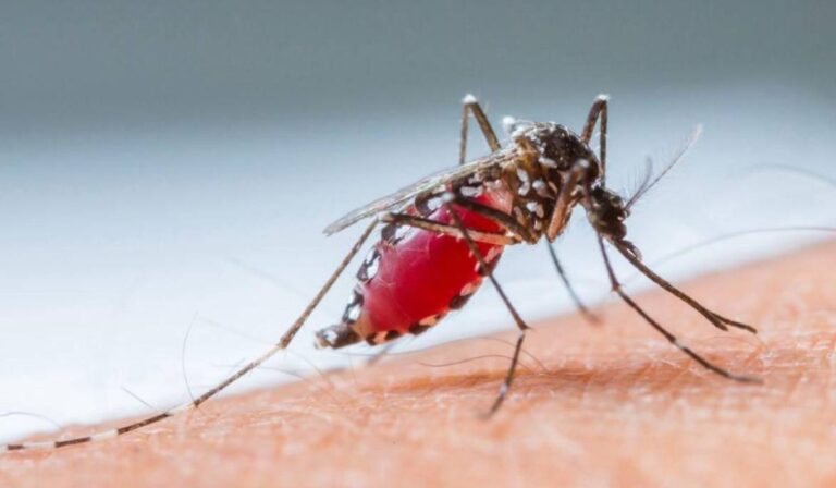 Dengue al alza en América Latina: ¿Cómo prevenir el contagio?