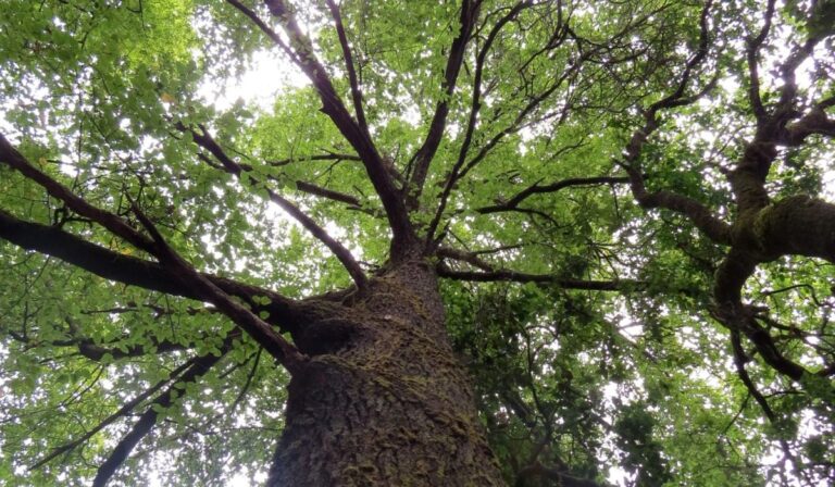 Ruil: La especie arbórea más antigua del mundo es del Maule