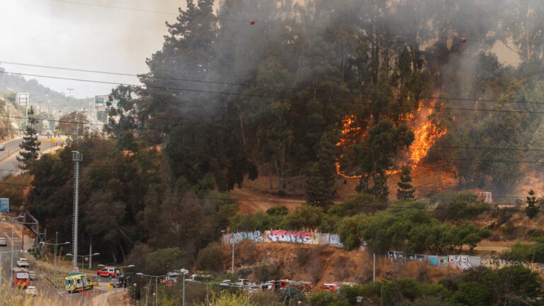 Jardín Botánico de Viña del Mar quedó destruido en su totalidad debido a los incendios forestales