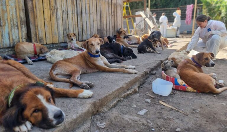 Curicó: Perritos rescatados serán adoptados mediante postulación