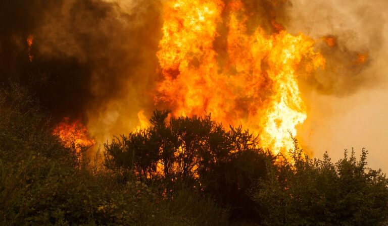 Emiten alerta roja por incendio forestal en Romeral y Curicó