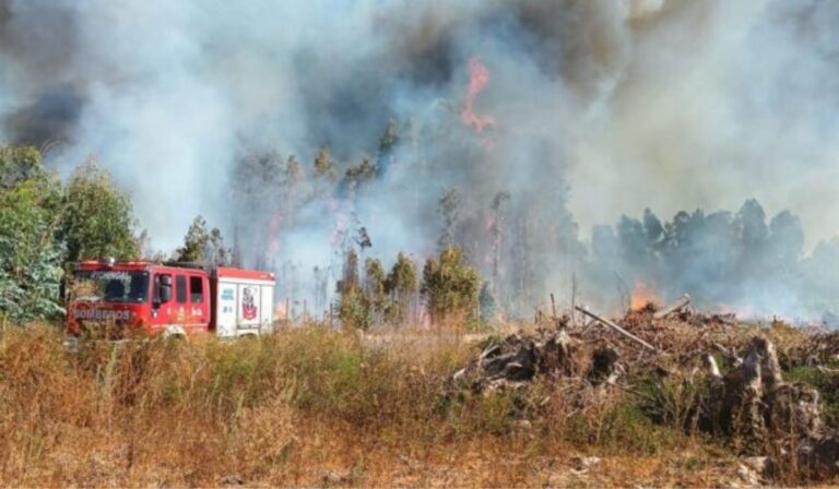 Alerta Amarilla en Molina: Incendio forestal consumió 25 hectáreas