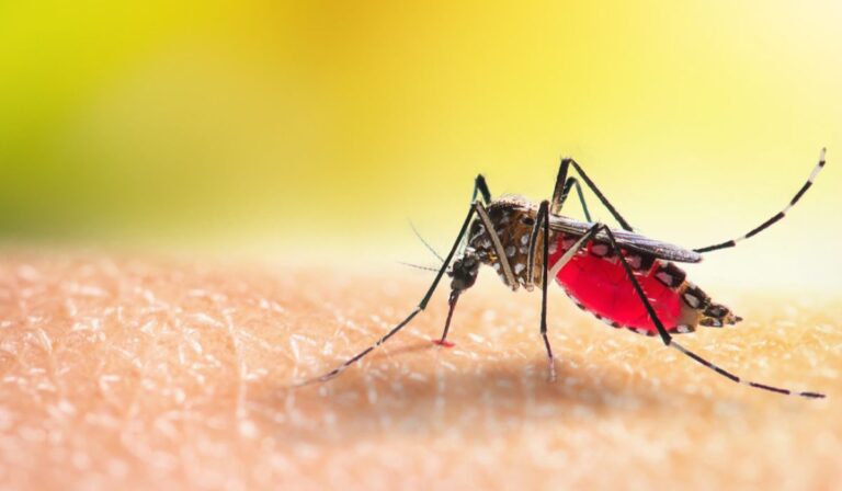 La llegada del dengue al Maule: Medidas preventivas y signos de alerta de esta inusual infección