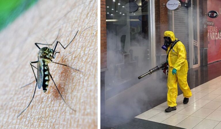Alerta Amarilla en Los Andes: Confirman “múltiples focos” de mosquito del dengue