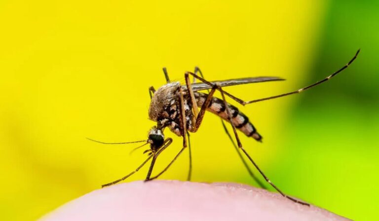 Alerta Sanitaria: confirman presencia de mosquito transmisor del dengue en los Andes