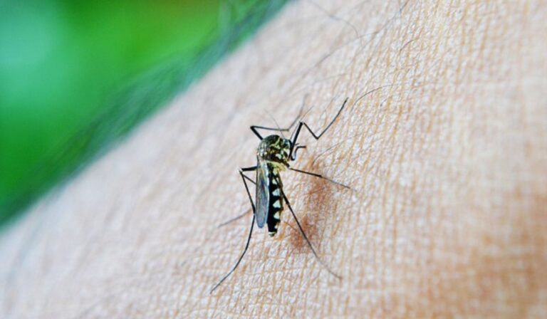 Confirman tres casos de Dengue en el Maule