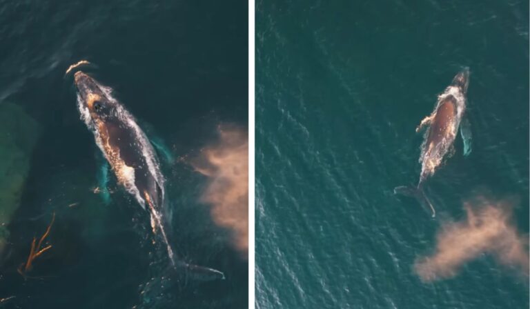 Registran impresionante avistamiento de ballena jorobada en Región de Los Ríos