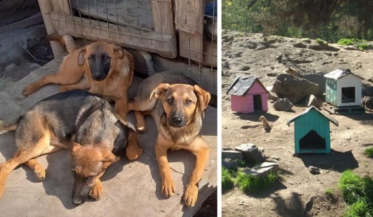 Solicitan donaciones: Refugio de Perros San Francisco enfrenta un difícil momento