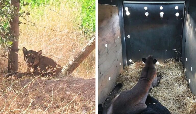 Rescatan a puma atrapado en alambre de púas en sector cordillerano de Romeral