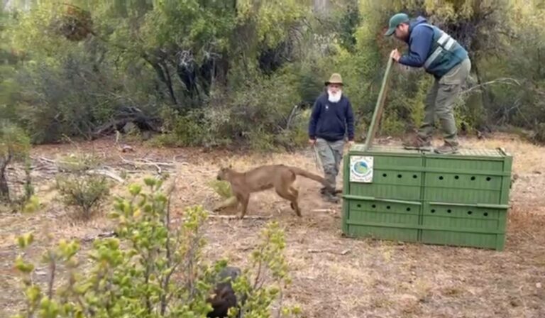 Puma rescatado desde trampa en Romeral fue liberado en la naturaleza