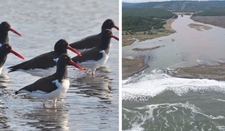 Declaran “Sitio de Importancia Regional” zona costera de ríos Mataquito y Huenchullamí