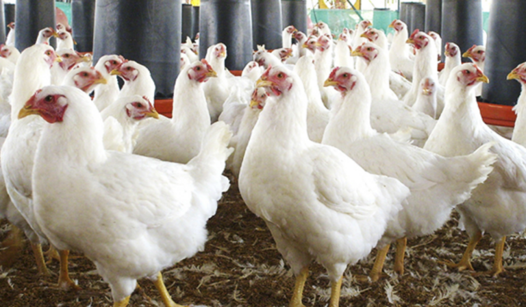 ¡Kiriki!: Productores avícolas de la región participan en seminario de bioseguridad