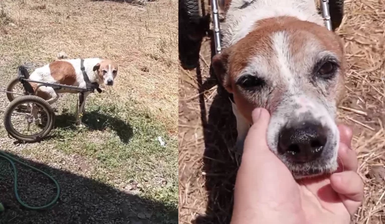 Maltrato animal en Huilquilemu: Aplican eutanasia a perrito tras brutal agresión
