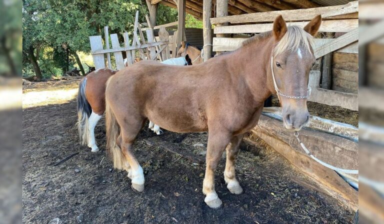 Alianza entre UST y ONG impulsa atención veterinaria para caballos en San Clemente