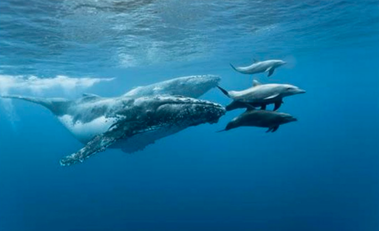 ¿Sabías que hoy es el Día Mundial contra la caza de ballenas y delfines?