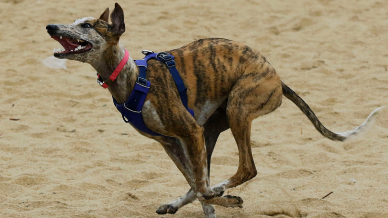 “No hay maltrato animal en los galgódromos”: Protestan contra Ley de Carreras de Galgos