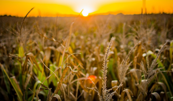 Industria alimentaria