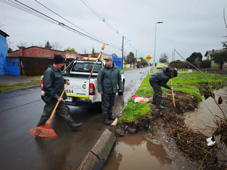 Caída de árboles y cortes de luz: Estos fueron los principales problemas que trajo el sistema frontal a Curicó