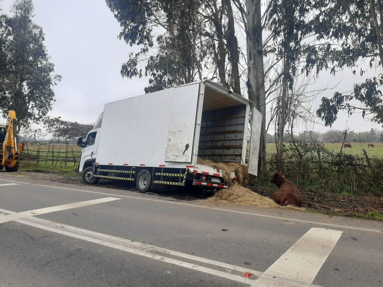 Carabineros de Río Claro recuperan Camión robado con 14 Vacunos