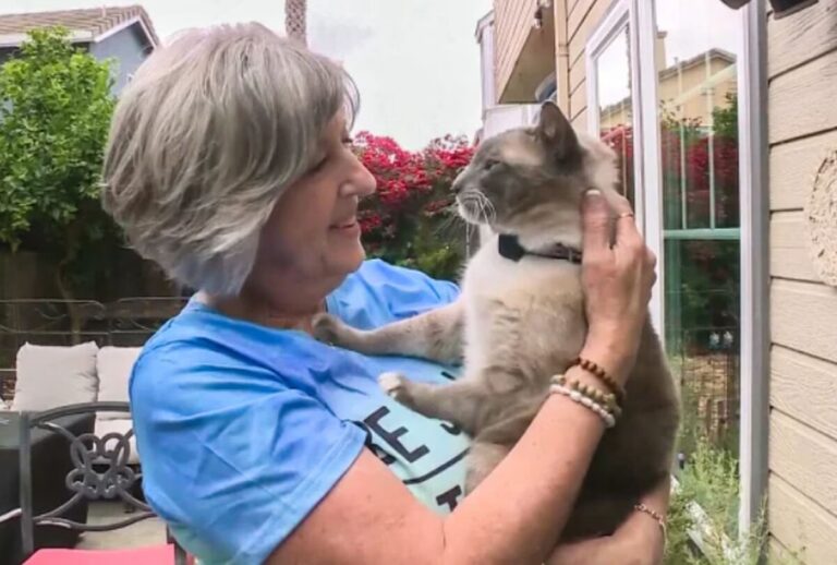 Asombroso reencuentro con sus dueños: Gato recorrió más de 1.000 kilómetros tras perderse en el Parque Yellowstone