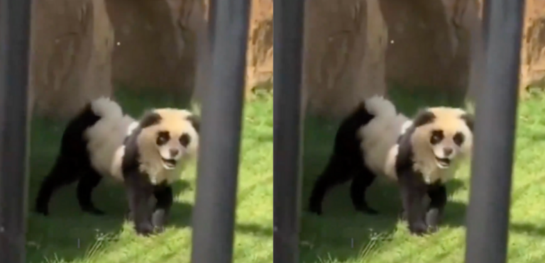 Para atraer público: Zoológico Chino admite que sus pandas eran perros pintados