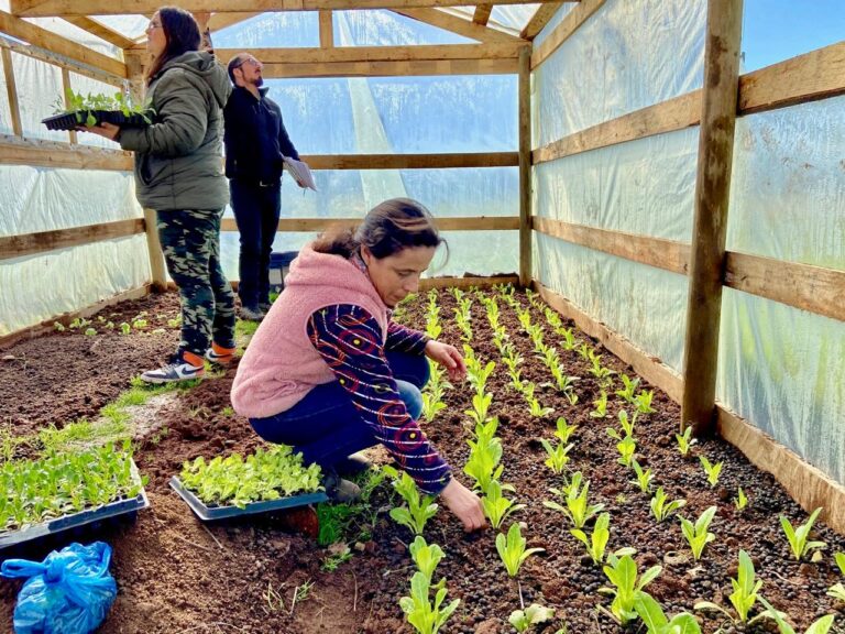 Con apoyo de programa: Familias de Cauquenes cultivan sus propios alimentos 