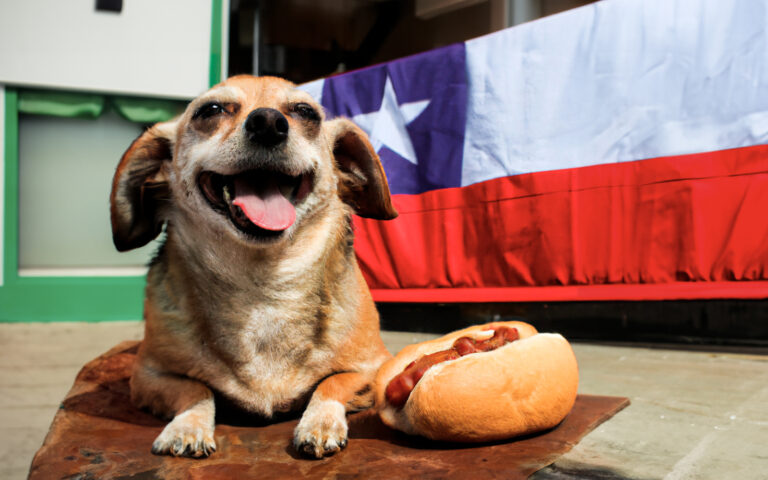 Estos alimentos están prohibidos para tu perro durante las Fiestas Patrias