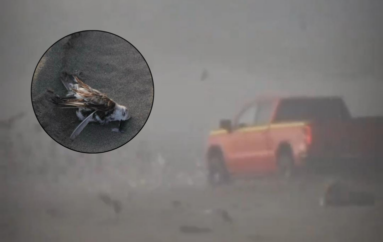 Detienen a conductor acusado de impactante atropello de aves en playa de Quintero