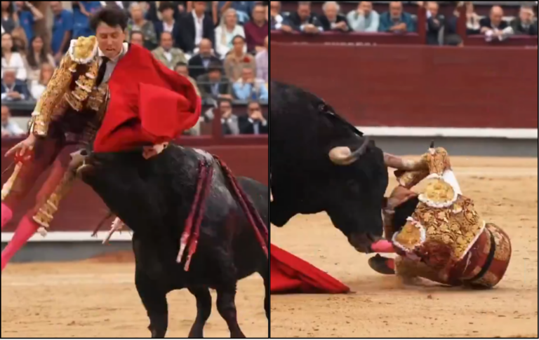 (VIDEO) Torero es herido de extrema gravedad tras violento ataque de animal en evento español