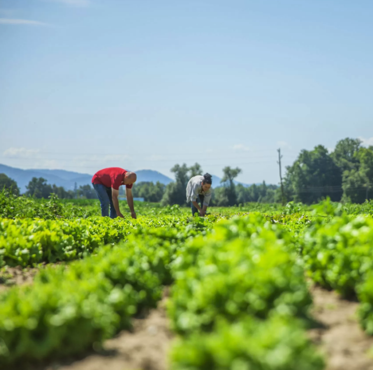 ¡Revolución agrícola! Impulsan innovador plan para el desarrollo agroalimentario de la región