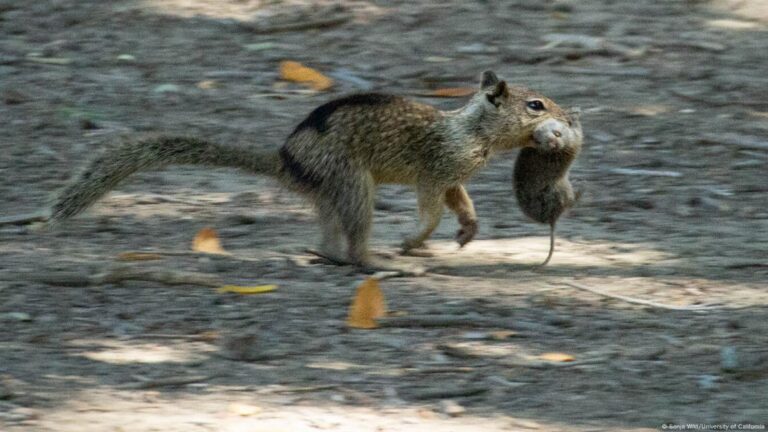 ¡De nueces a carne! Estudio revela que las Ardillas son expertas en cazar ratones