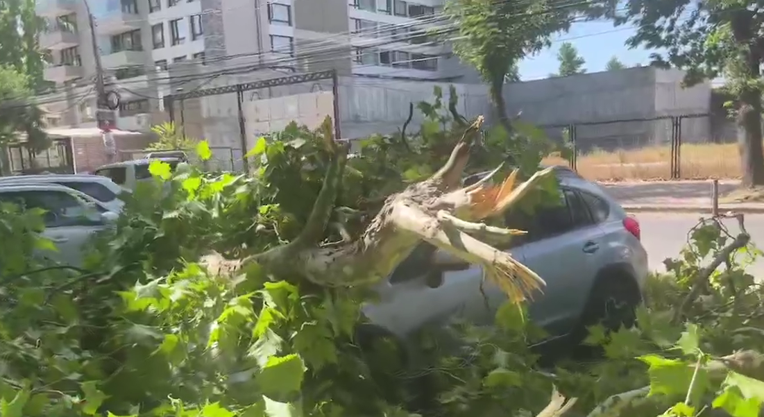 Árbol cae sobre auto estacionado en Alameda de Talca