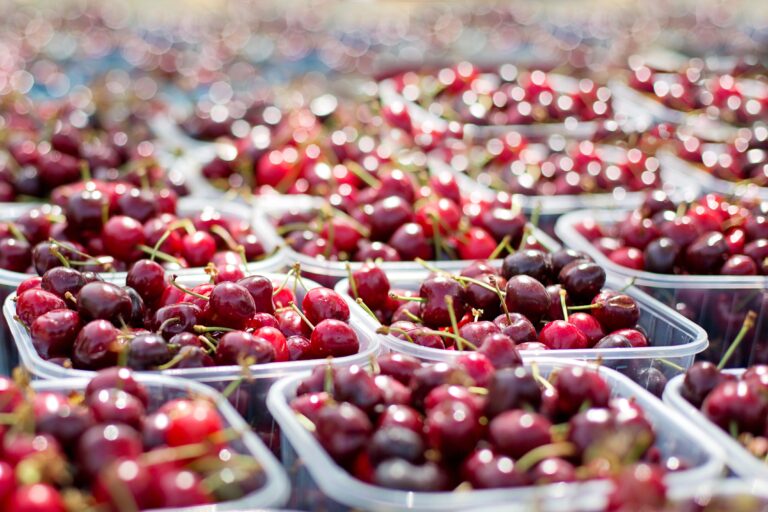 Maule impulsa exportaciones de cerezas a Corea del Sur con alza de 79%