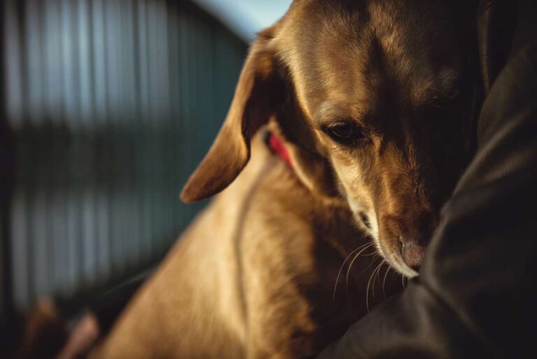 Brutal ataque en Talagante: Hombre fue detenido por mutilar la mandíbula de un perro