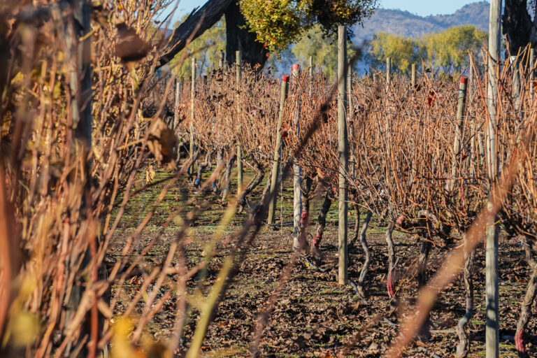 El futuro del vino chileno: ¿Sobrevivirá al cambio climático?