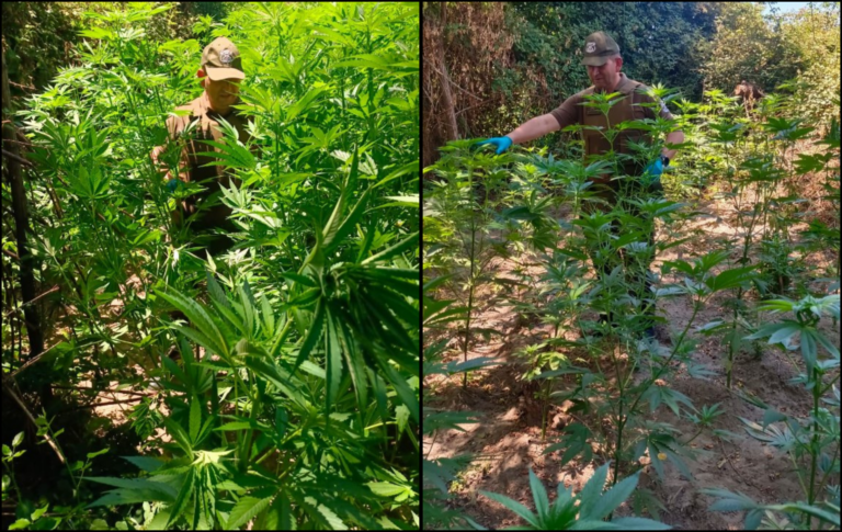 ¡Más de 200 plantas! Carabineros incauta cultivo de marihuana en predio de Hualañé