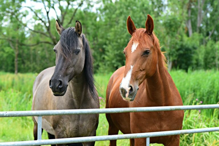 anemia infecciosa equina